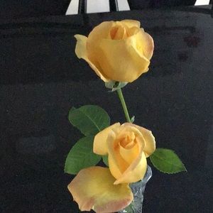 Meet your Posher, Judie